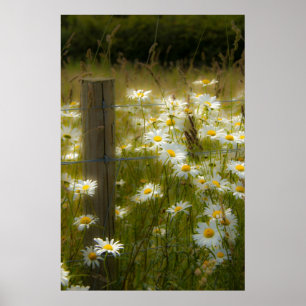 Vackra stora Daisy Poster/skriver ut Poster