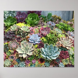 Vackra Succulents Poster
