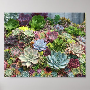 Vackra Succulents Poster