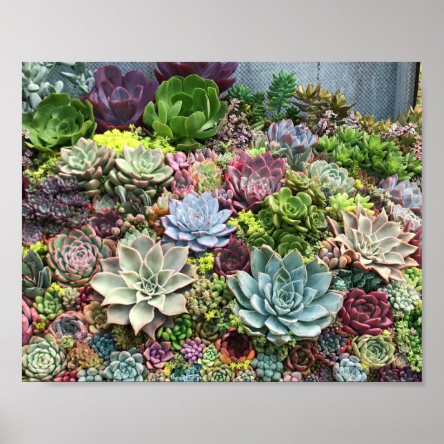 Vackra Succulents Poster (Framsidan)