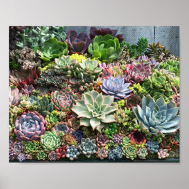 Vackra Succulents Poster