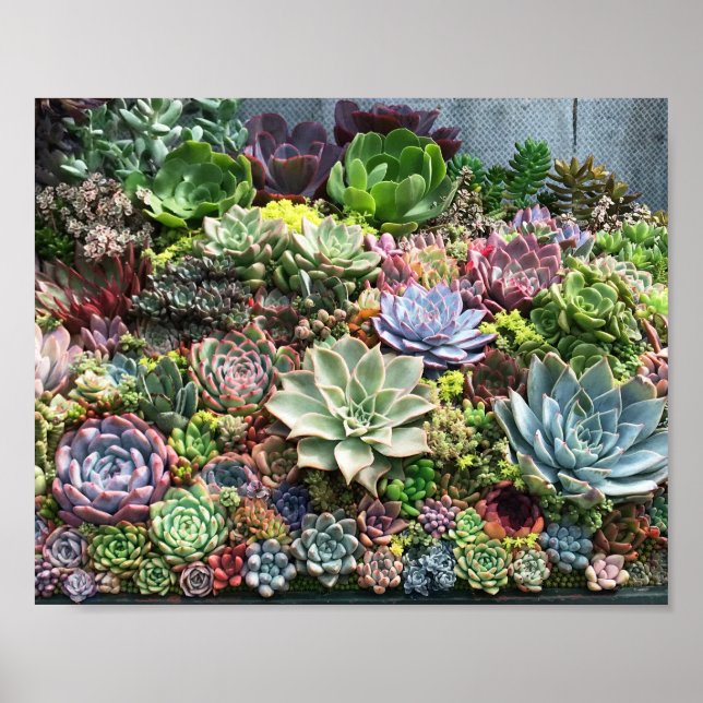 Vackra Succulents Poster (Framsidan)