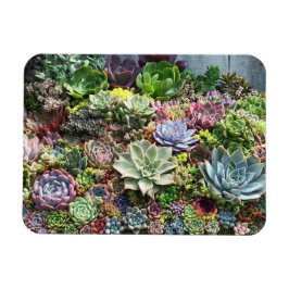 Vackra sukler magnet