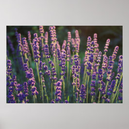 Vackra Sunlit Lavender Flowers Poster