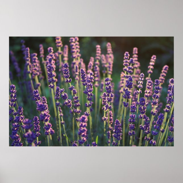 Vackra Sunlit Lavender Flowers Poster (Framsidan)