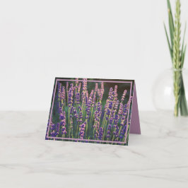 Vackra Sunlit Lavender Flowers Tack Kort