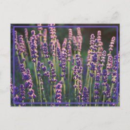 Vackra Sunlit Lavender Flowers Vykort