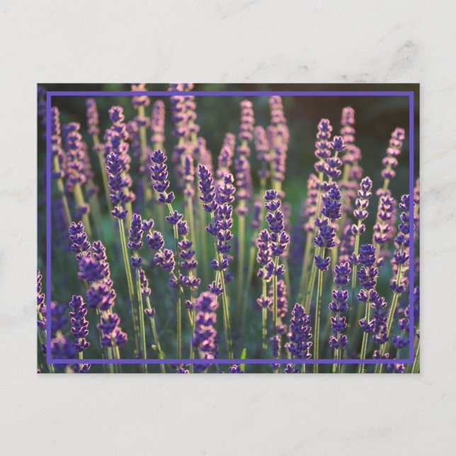 Vackra Sunlit Lavender Flowers Vykort (Framsida)