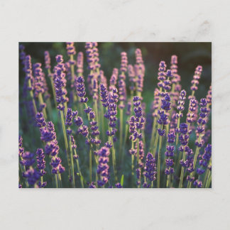 Vackra Sunlit Lavender Flowers Vykort