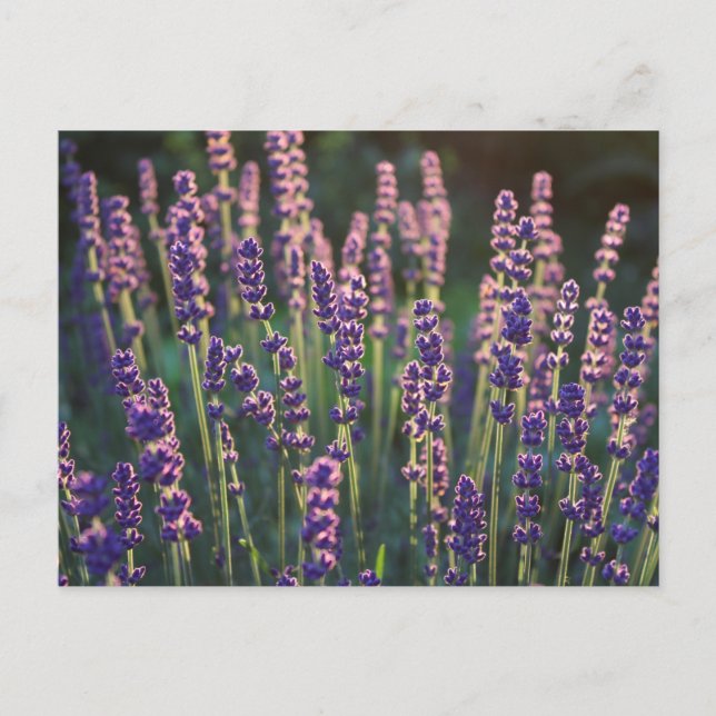 Vackra Sunlit Lavender Flowers Vykort (Framsida)