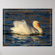 Vackra Svan och Blå Vatten