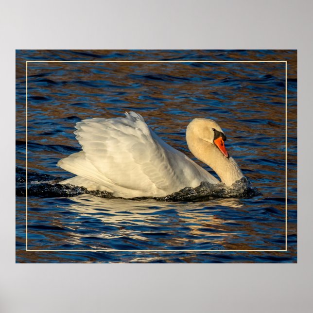 Vackra Svan och Blå Vatten Poster (Framsidan)