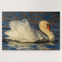 Vackra Svan och Blå Vatten