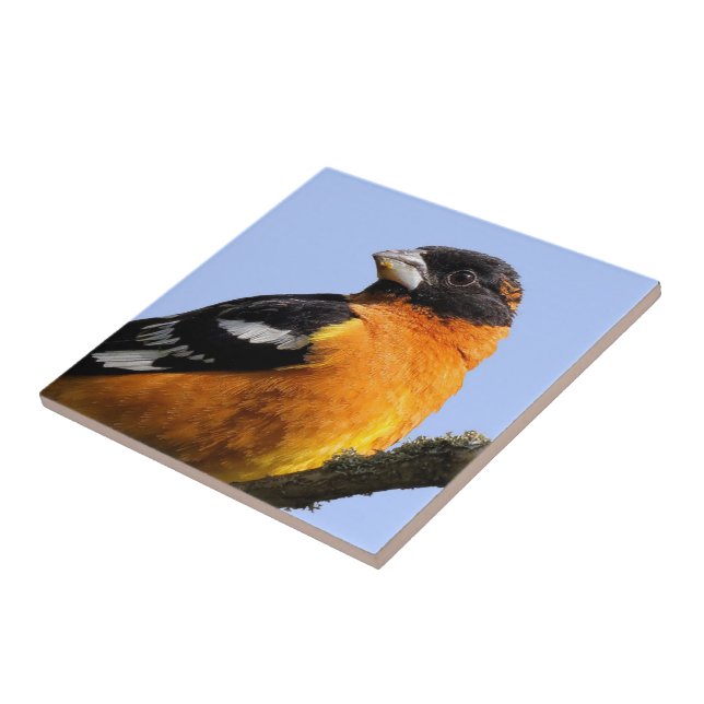 Vackra, svart-udda Grosbeak i Träd Kakelplatta (Sidan)