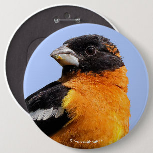 Vackra, svart-udda Grosbeak i Träd Knapp