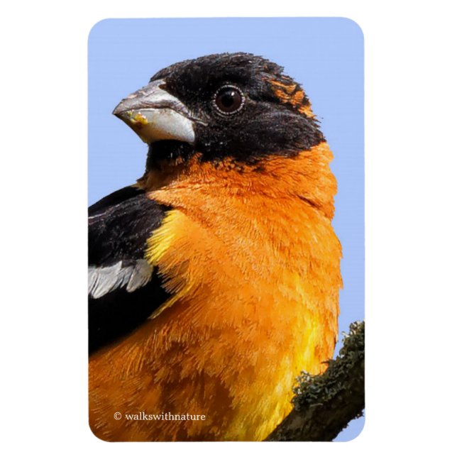 Vackra, svart-udda Grosbeak i Träd Magnet (Vertikal)