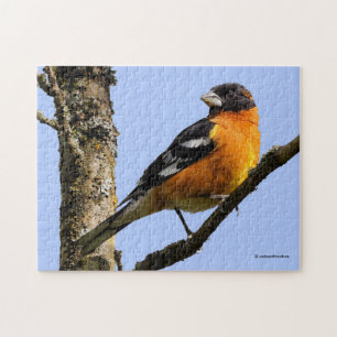 Vackra, svart-udda Grosbeak i Träd Pussel