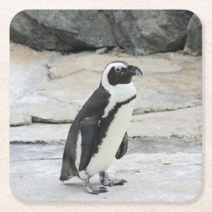 Vackra Svarta och vita Penguin på Sten Underlägg Papper Kvadrat