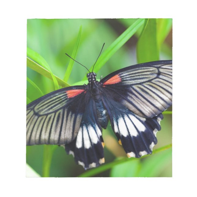 Vackra svarta, vita och röda fjäril anteckningsblock (Framsida)