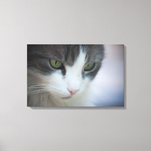 Vackra tabby-and-White Cat Gazing Down Canvastryck