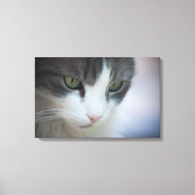Vackra tabby-and-White Cat Gazing Down Canvastryck (Framsida)