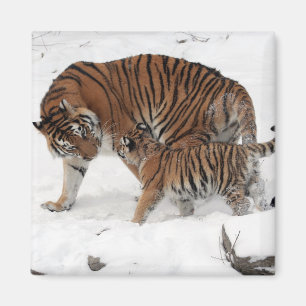 Vackra Tiger och Unge Magnet