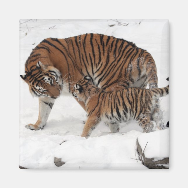 Vackra Tiger och Unge Magnet (Framsidan)
