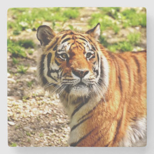 Vackra tigerstenen Underlägg