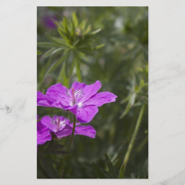 Vackra trädgårdsblommor i lila (Framsida)