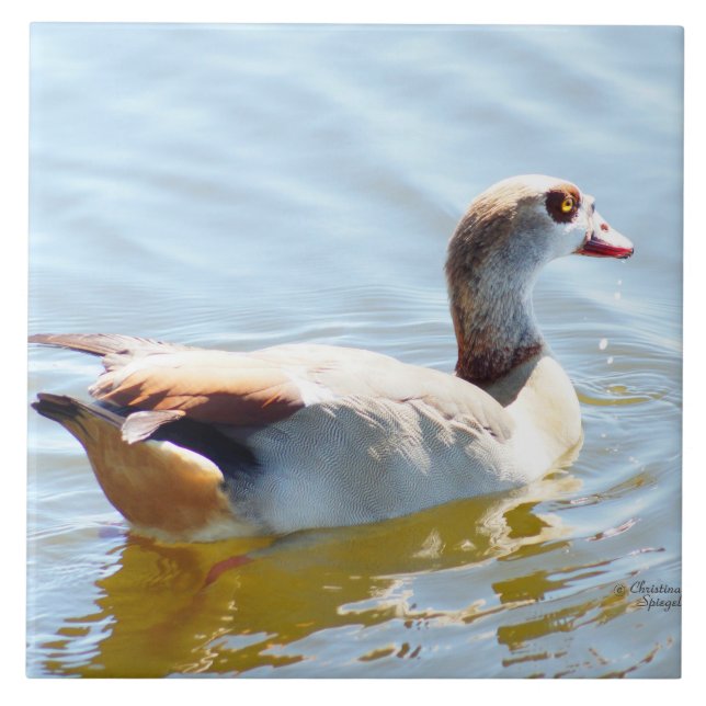 Vackra tropiska anka-plattan kakelplatta (Framsidan)