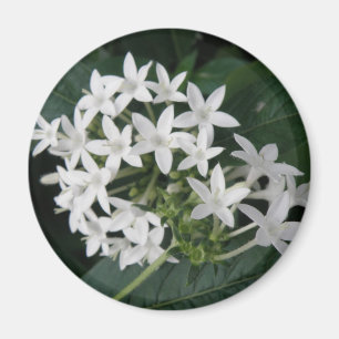 Vackra, tropiska blommor Magnet