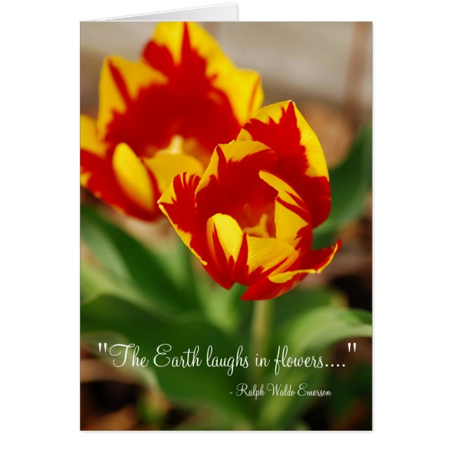Vackra Tulips Hälsningskort (Framsidan)