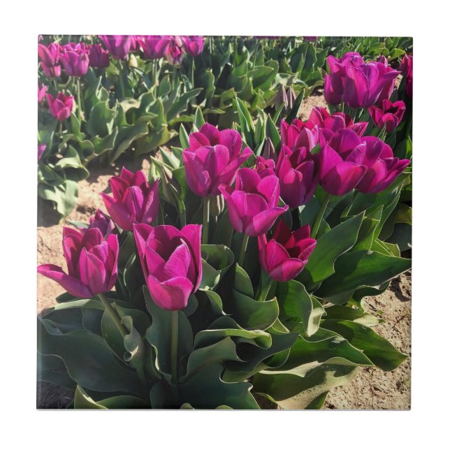Vackra Tulips Kakelplatta (Framsidan)