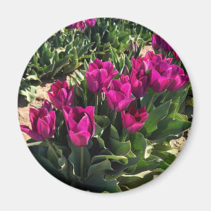 Vackra Tulips Magnet