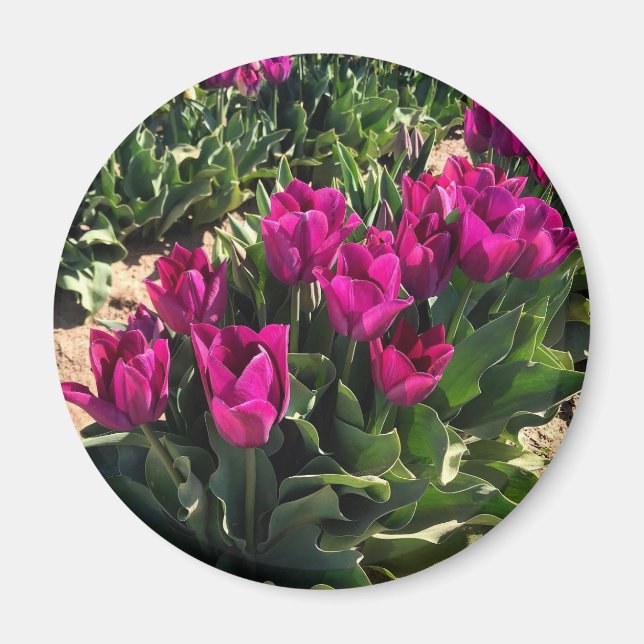 Vackra Tulips Magnet (Framsidan)