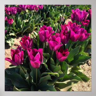 Vackra Tulips Poster