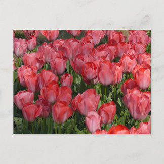 Vackra tulips vykort