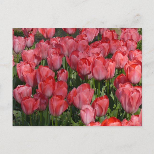 Vackra tulips vykort (Framsida)