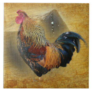 Vackra Tupp och Rustic Barn Chicken Coop Kakelplatta