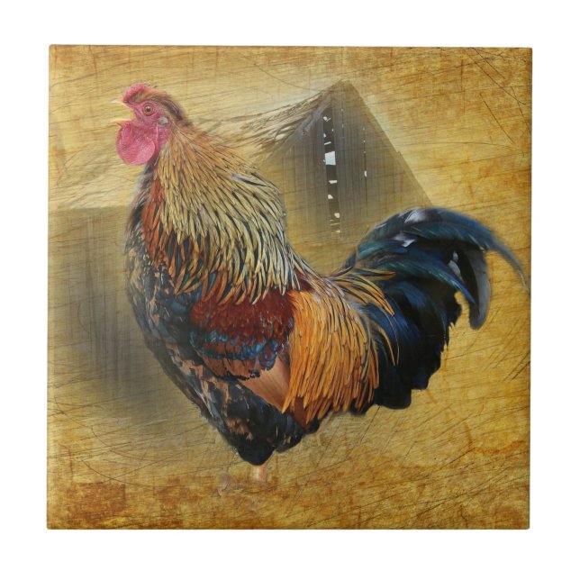 Vackra Tupp och Rustic Barn Chicken Coop Kakelplatta (Framsidan)