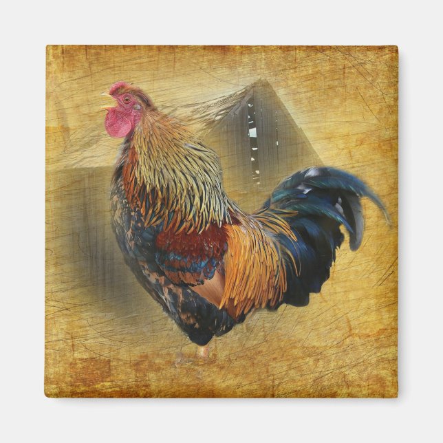 Vackra Tupp och Rustic Barn Chicken Coop Magnet (Framsidan)