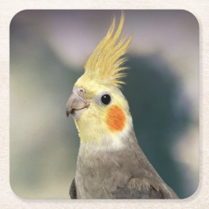 Vackra Underlägg Cockatiel-uppsättning Papper Kvadrat