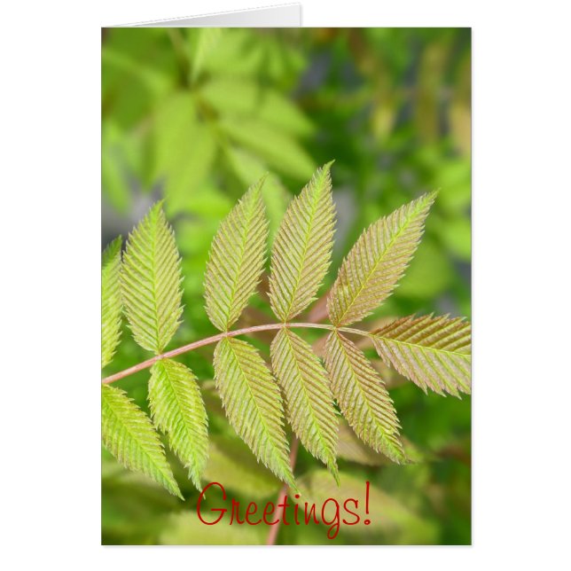 Vackra unga gröna blad hälsningskort (Framsidan)