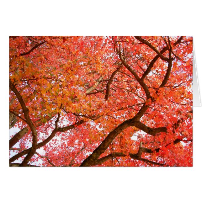 Vackra utskrivkort för tomt skogsområde hälsningskort (Framsidan Horizontal)