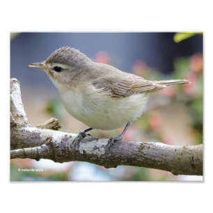 Vackra Vagdvireo i Plum Träd Fototryck