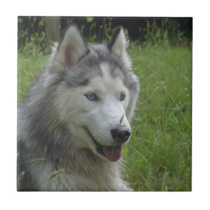 Vackra valpen Siberian husky Hund Kakelplatta