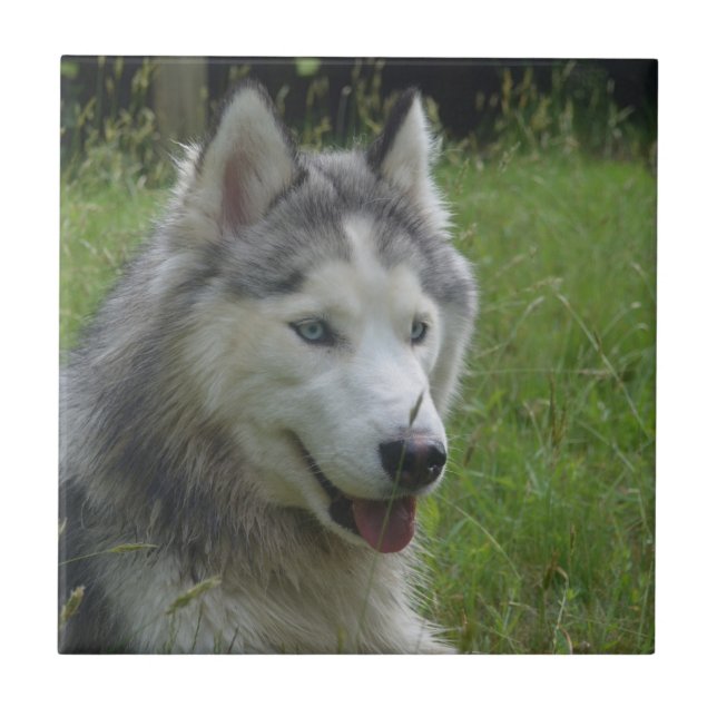 Vackra valpen Siberian husky Hund Kakelplatta (Framsidan)