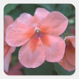 Vackra vanliga rosa trädgårdsblommor. Blommig foto Fyrkantigt Klistermärke