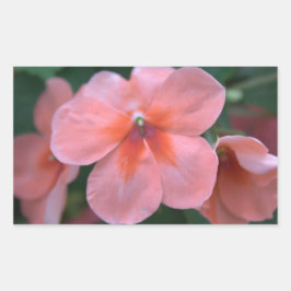 Vackra vanliga rosa trädgårdsblommor. Blommig foto Rektangulärt Klistermärke