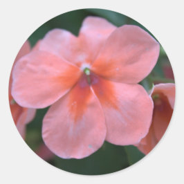 Vackra vanliga rosa trädgårdsblommor. Blommig foto Runt Klistermärke
